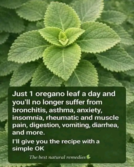 Oregano Leaf Herbal Remedy IMG-20260425-WA0005